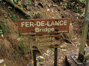 Fer-de-Lance bridge in Costa Rica